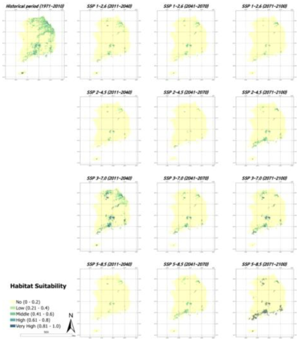 SSP시나리오에 따른 고로쇠나무 미래 서식 적합지 분포