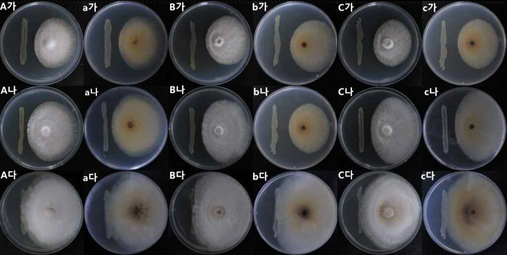 목이버섯 균주 3가지와 Shigella flexneri의 대치배양 결과. (대문자-앞면, 소문자-뒷면, A-A99, B-901A, C-F7094가-9일 배양, 나-10일 배양, 다-14일 배양)