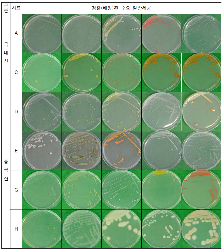 유통 목이에서 검출(배양)된 주요 일반세균
