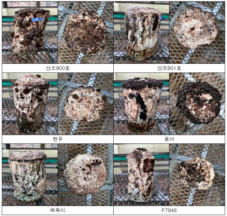 시험균주별 원목재배 생산량 조사