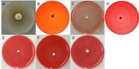 백목이 균주의 세포외효소 검정 사진. A = Protease, B= Pectinase, C = Xylanase, D = Cellulase, E = β-Glucosidase, F = Amylase, G = Avicelase