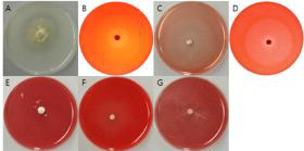 A76 균주의 세포외효소 검정 사진. A = Protease, B= Pectinase, C = Xylanase, D = Cellulase, E = β-Glucosidase, F = Amylase, G = Avicelase