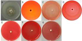 A99 균주의 세포외효소 검정 사진. A = Protease, B= Pectinase, C = Xylanase, D = Cellulase, E = β-Glucosidase, F = Amylase, G = Avicelase