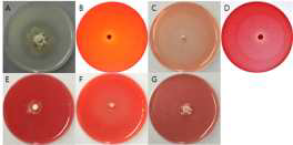 F7094 균주의 세포외효소 검정 사진. A = Protease, B= Pectinase, C = Xylanase, D = Cellulase, E = β-Glucosidase, F = Amylase, G = Avicelase