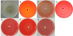 F7557 균주의 세포외효소 검정 사진. A = Protease, B= Pectinase, C = Xylanase, D = Cellulase, E = β-Glucosidase, F = Amylase, G = Avicelase