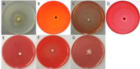 F7760 균주의 세포외효소 검정 사진. A = Protease, B= Pectinase, C = Xylanase, D = Cellulase, E = β-Glucosidase, F = Amylase, G = Avicelase