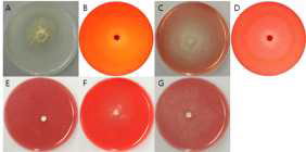 F7948 균주의 세포외효소 검정 사진. A = Protease, B= Pectinase, C = Xylanase, D = Cellulase, E = β-Glucosidase, F = Amylase, G = Avicelase