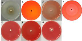 F7949 균주의 세포외효소 검정 사진. A = Protease, B= Pectinase, C = Xylanase, D = Cellulase, E = β-Glucosidase, F = Amylase, G = Avicelase