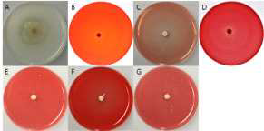 F7949 균주의 세포외효소 검정 사진. A = Protease, B= Pectinase, C = Xylanase, D = Cellulase, E = β-Glucosidase, F = Amylase, G = Avicelase