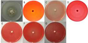 산조901호의 세포외효소 검정 사진. A = Protease, B= Pectinase, C = Xylanase, D = Cellulase, E = β-Glucosidase, F = Amylase, G = Avicelase