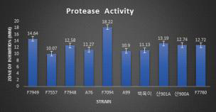 모든 목이버섯 균주의 Protease 활성 결과