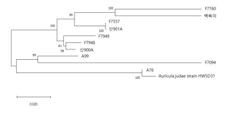 IGS1 region sequence 를 이용하여 나타낸 유연 관게를 보여주는 phylogenetic tree