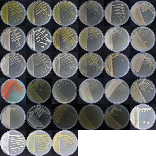 2021년도 국내 목이버섯 재배사 내 공기에서 분리된 세균들의 예시 사진