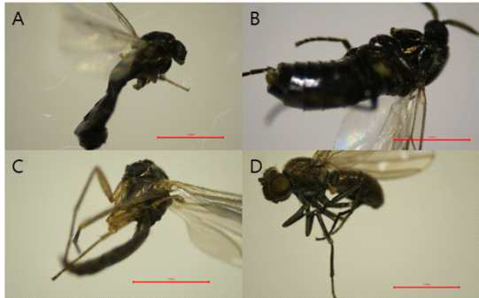 2021년 재배사 내에서 발견된 병해충. A = Coboldia fuscipes (버섯파리), B = Scatopsinae sp., C = Bradysia subaprica, D = Scatella sp