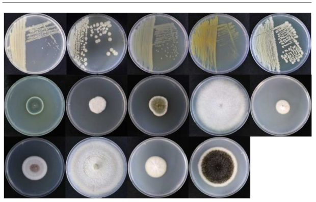 2021년 재배사 내에서 발견된 병해충에서 분리된 진균 및 세균 사진