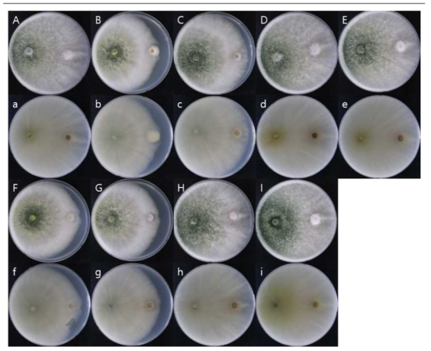 목이버섯 균주 9가지와 Trichoderma harzianum의 대치배양 결과. A, a – A76, B, b - F7948, C, c - F7949, D, d - F7094, E, e - F7557, F, f - F7932, G, g - 900A, H, h - F7760, I, i - 901A (대문자 – 배지의 앞면, 소문자 – 배지의 뒷면)