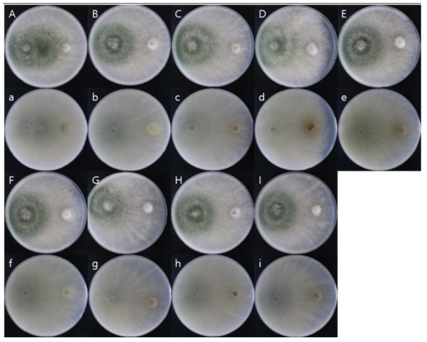 목이버섯 균주 9가지와 Trichoderma virens의 대치배양 결과. A, a – A76, B, b - F7948, C, c - F7949, D, d - F7094, E, e - F7557, F, f - F7932, G, g - 900A, H, h - F7760, I, i - 901A (대문자 – 배지의 앞면, 소문자 – 배지의 뒷면)