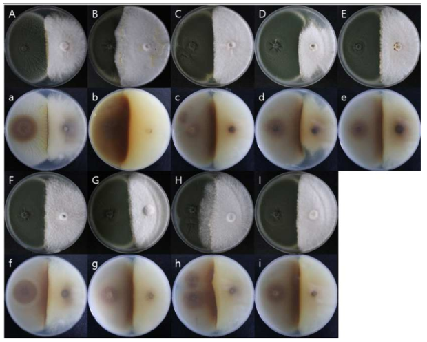 목이버섯 균주 9가지와 Penicillium glabrum의 대치배양 결과. A, a – A76, B, b - F7948, C, c - F7949, D, d - F7094, E, e - F7557, F, f - F7932, G, g - 900A, H, h - F7760, I, i - 901A (대문자 – 배지의 앞면, 소문자 – 배지의 뒷면)