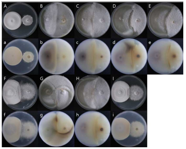 목이버섯 균주 9가지와 Penicillium roqueforti의 대치배양 결과. A, a – A76, B, b - F7948, C, c - F7949, D, d - F7094, E, e - F7557, F, f - F7932, G, g - 900A, H, h - F7760, I, i - 901A (대문자 – 배지의 앞면, 소문자 – 배지의 뒷면)