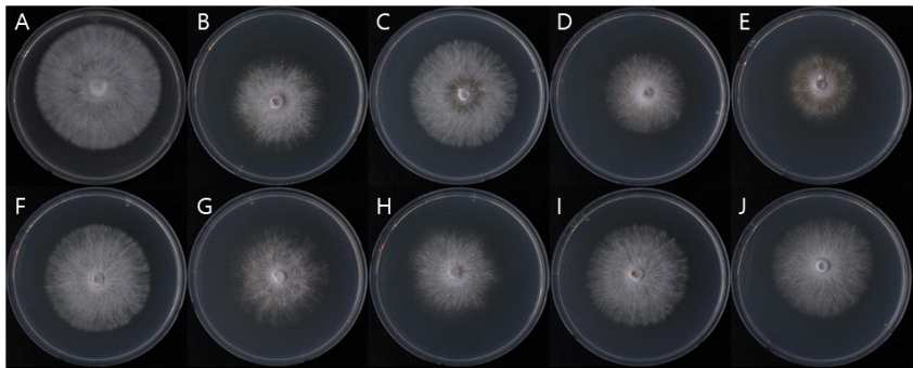 MCM 배지에서 각각의 목이버섯 균주를 25℃ 인큐베이터에서 10일간 배양하였을 때 생장한 균사의 사진. A = F7760, B = F7949, C = A100, D = A99, E = F7557, F = A76, G = 900A, H = F7984, I = 901A, J = F7094
