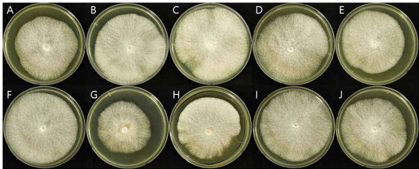 PDA 배지에서 각각의 목이버섯 균주를 25℃ 인큐베이터에서 10일간 배양하였을 때 생장한 균사의 사진. A = F7760, B = F7949, C = A100, D = A99, E = F7557, F = A76, G = 900A, H = F7984, I = 901A, J = F7094