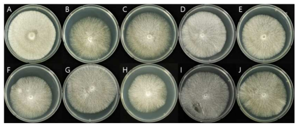 MEA 배지에서 각각의 목이버섯 균주를 25℃ 인큐베이터에서 10일간 배양하였을 때 생장한 균사의 사진. A = F7760, B = F7949, C = A100, D = A99, E = F7557, F = A76, G = 900A, H = F7984, I = 901A, J = F7094