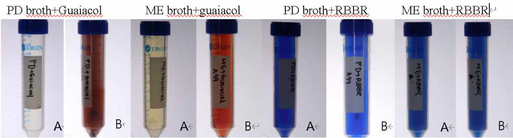 목이버섯 균주에 의한 두 가지 다른 성장 배지 및 염료 기질에서의 세포외 laccase 활성 검출 예. A: 비접종 대조구. B: 목이균 접종구