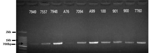 목이 10개 균주로부터 증폭한 ITS sequences를 1% agarose gel electrophoresis 한 결과