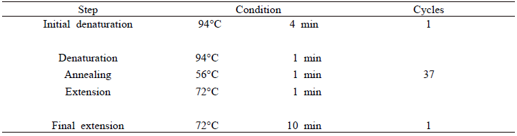 PCR 증폭 조건