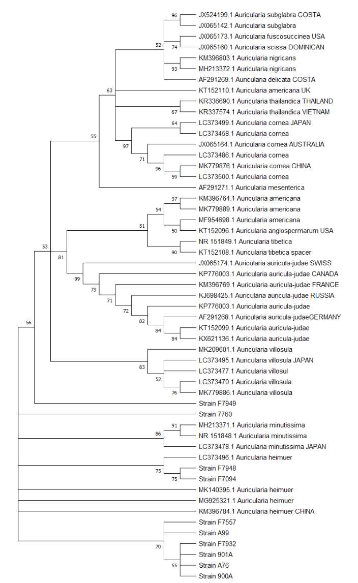 Partial ITS sequence를 바탕으로 neighbor-joining 방법을 사용하여 제작한 phylogenetic tree