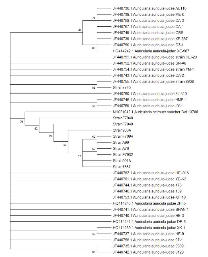 Partial IGS sequence를 바탕으로 neighbor-joining 방법을 사용하여 제작한 phylogenetic tree