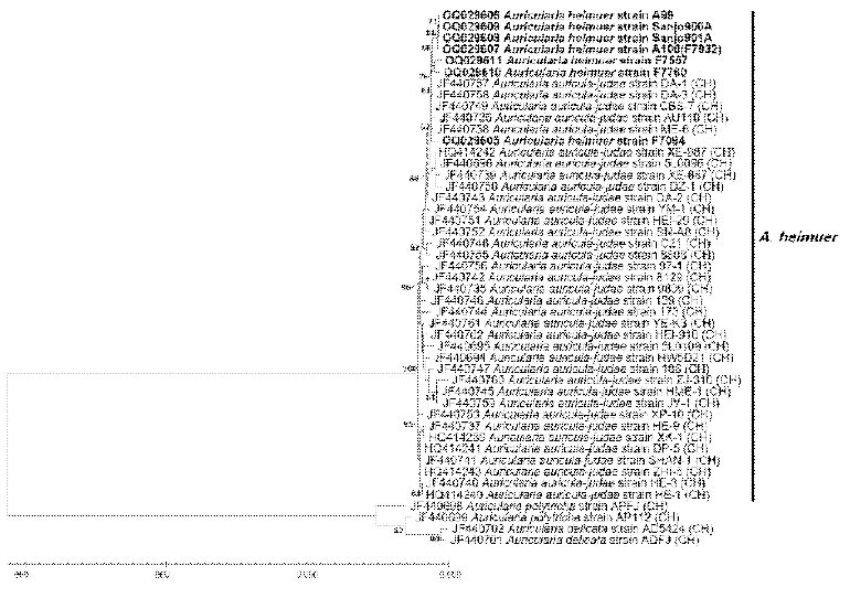 Partial IGS sequence를 기반으로 neighbor-joining 방법을 사용하여 제작한 phylogenetic tree. CH는 중국균주