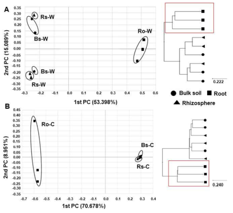 Principal coordinates analysis (PCoA) of bacterial communities and UPGMA clustering based on Bray-Curtis dissimilarity index in (A) wild and (B) cultivated areas using all OTUs relative abundances present in all samples. The red box shows the cluster formed exclusively in roots of both wild and cultivated area