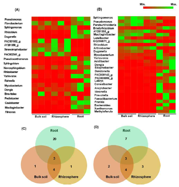 Comparision of relative abundance of bacteria at genus level. The top 25 relative abundance of bacteria at genus level in bulk soil, rhizosphere, and roots of (A) wild and (B) cultivated habitats. The number of bacterial genus (>1% average relative abundance) that is unique or shared between compartments of (C) wild and (D) cultivated soil