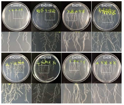 Growth promotion of Arabidopsis by treatment of bacterial cells isolated from rhizosphere and endophytic bacteria in long-sepal Donggang pasque-flower plant. A. thaliana ecotype Col-0 seeds were surface sterilized and bacterized by soaking in each bacterial suspension. The bacterized seeds were sown onto 1/2 MS medium and cultured in plant-growth chambers. The photos were taken 10 days after incubation. Note Table 4 for scientific name of each strain