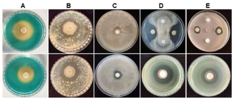 Growth stimulating and antimicrobial activities of bacterial strains isolated from rhizosphere and root of long-sepal Donggang pasque-flower plant. Siderophore production (A) was assessed from Pseudomonas fluorescens strains EnD56 and EnD210 (from upper to low panel) by a change in the color of CAS medium from blue to orange. Protease activity (B) by strain Bacillus subtilis EnD14 and P. fluorescens EnD56 was determined using skim milk agar medium based on clear zone around colonies. Phosphate solubilization (C) by strain B. subtilis EnD14 and P. fluorescens EnD56 was determined using Pikovskaya's agar medium by induction of clear zone around the colonies. Antagonistic activity of B. subtilis EnD-14 (D) against fungal pathogen Botrytis cinerea and bacterial pathogen Xanthomonas oryzae pv. oryzae. Antifungal and antibacterial activity of P. fluorescens EnD56 (E) against Pyricularia oryzae and Xanthomonas axonopodis pv. glycines, respectively