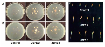 Seed germination of Pasque flower plants. The mycelial plugs were inoculated in the center WA and seeds were sown around the fungal isolate. (A) Front view of plates-showing fungus engulfing the seeds (B) Back view of plates-showing germinated radicles (C) Seeds and germinated seedlings