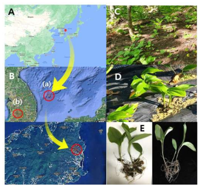 Sampling sites and Ulleung-sanmaneul plant investigated. The endemic plants collected from native habitats and cultivated field located (red dot) in Ulleung island, Gyeongsangbuk-do (A, Ba, C) and a medicinal herb experiment station, Jinan-gun, Jeollabuk-do (Bb, D), respectively