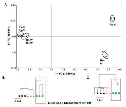 Principal coordinates analysis (PCoA) of bacterial microbiota (A) and UPGMA clustering based on Bray-Curtis dissimilarity in (B) wild and (C) cultivated areas using relative abundances of all OTUs at species level. The red box shows the cluster formed exclusively in roots of both wild and cultivated habitats