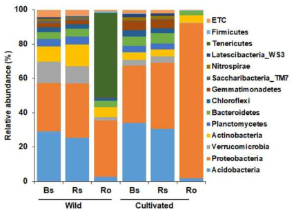 Comparative analysis of bacterial composition and relative abundance at the phylum taxonomic level in bulk soil (Bs), rhizosphere soil (Rs), and root (Ro) of Ulleung-sanmaneul plants collected from wild and cultivated area. Phyla with relative abundances more than 1% in at least one compartment were selected and compared. Phyla with relative abundances less than 1% were referred as “ETC”