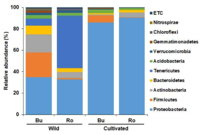 Comparative analysis of endophytic bacterial composition at the phylum taxonomic level in bulb (Bu) and root (Ro) of plants collected from wild and cultivated area. Relative abundance of phyla >1% in each compartment was compared