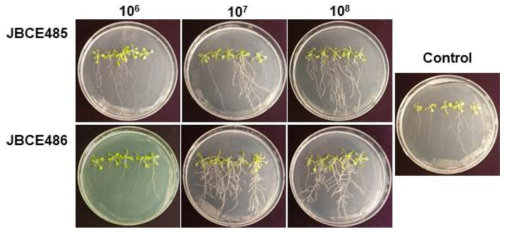 Growth promotion of Arabidopsis by treatment of various cell concentration of Pseudoxanthomonas sp. JBCE485 and Variovorax paradoxus JBCE486. Seeds of Arabidopsis thaliana Col-0 were treated with 1×106, 107 and 108 cfu/ml bacterial suspension of each bacterium and grown on half-strength MS medium. The photos were taken 14 days after treatment