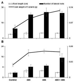 Growth of Arabidopsis by treatment of Pseudoxanthomonas sp. JBCE485 and Variovorax paradoxus JBCE486. Seeds of Arabidopsis thaliana Col-0 were treated with 107 cfu/ml cells of each bacterium and combination of JBCE485 and JBCE486. Seeds were grown on (A) half-strength MS medium and (B) 1/2 MS medium amended with 100 mM NaCl. The growth performance was analyzed by measuring the root length, number of lateral roots, and fresh weight of plants. The data are represented as mean±standard deviation