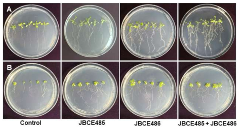 Stress alleviation of Arabidopsis by treatment of Pseudoxanthomonas sp. JBCE485 and Variovorax paradoxus JBCE486. Seeds of Arabidopsis thaliana Col-0 were treated with 107 cfu/ml cells of each bacterium and combination of JBCE485 and JBCE486. Seeds were grown on (A) half-strength MS medium and (B) half-strength MS medium amended with 100 mM NaCl