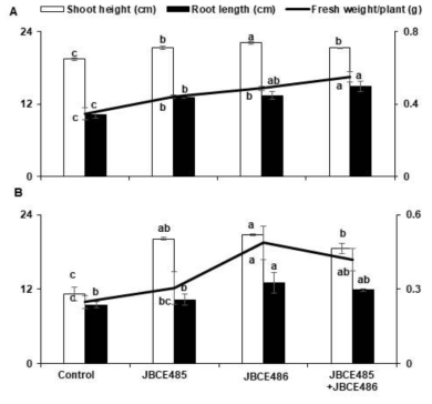 The effect of Pseudoxanthomonas sp. JBCE485 and Variovorax paradoxus JBCE486 on the growth of chive under salt stress conditions. Seeds of chive were treated with 1 × 107 cfu/ml cells of each bacterium JBCE485 and JBCE486, and their mixture. Seeds were grown on horticultural nursery soil soaked with tap water (A) with or (B) without 175 mM NaCl. (soil/water, 2:1 v/v). The left Y-axis indicate shoot height (cm) and root length (cm), and right Y-axis indicate fresh weight of plants (g). The growth was recorded at 4 weeks and 6 weeks after cultivation in soil without or with salt, respectively. The data are represented as mean±standard deviation and bars with same letter do not differ significantly at P=0.05