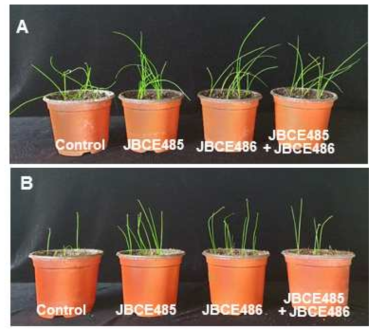 Stress alleviation of chive by treatment of Pseudoxanthomonas sp. JBCE485 and Variovorax paradoxus JBCE486. Seeds were surface sterilized and treated with 1×107 cfu/ml cells of individual and combination of JBCE485 and JBCE486. Seeds were grown on normal horticultural soil soaked with tap water (A) with or (B) without 175 mM NaCl. Representative photos of plants were taken after 4 weeks and 6 weeks of treatment in soil without or with salt, respectively