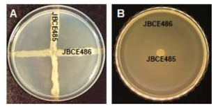 Compatibility between Pseudoxanthomonas sp. JBCE485 and Variovorax paradoxus JBCE486. (A) Both strains were streaked perpendicularly as indicated in the photo. (B) One strain was mixed with LB media and another strain was inoculated on the paper disk. Growth inhibition or inhibition zone was photographed 3 days after incubation