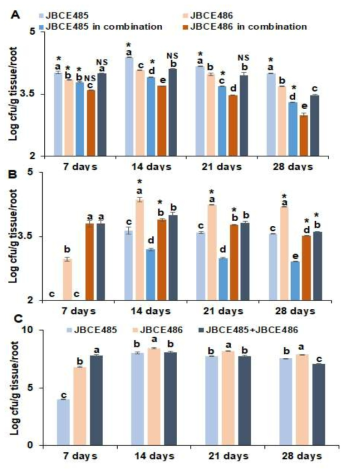 Population dynamics of Pseudoxanthomonas sp. JBCE485 and Variovorax paradoxus JBCE486 cells on chive roots. Seeds were treated with individual and combined cell suspension (1×107 cfu/ml) of JBCE485 and JBCE486 and sown in horticultural soil. (A) Each bacterial population on root surface at 7, 14, 21 and 28 days after treatment. All tissues below soil surface at 7 days after growth and roots at 14, 21 and 28 days after growth were collected and cells per g tissues were estimated by serial dilution plating on LB medium containing rifampicin (25 μg/ml) and tetracycline (25 μg/ml) for JBCE485 and JBCE486, respectively. (B) Each bacterial population inside of roots. Surface sterilized roots were macerated in buffer and plated on LB media. (C) Total population of bacteria residing surface and inside of roots. The experiment was replicated two times with 15 seedlings per replicate. The data are represented as standard deviation of 5 independent biological samples. Bars with same letter(s) do not differ significantly at P=0.05 at each timepoint for respective compartments. * indicate significant difference at P=0.05 of a treatment with respect to niche; NS indicate not significant