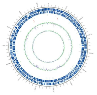 Circular map of Variovorax paradoxus JBCE486. Marked characteristics are shown from outside to the center; coding sequences (CDS) on forward strand, CDS on reverse strand, tRNA, rRNA, GC content, and GC skew. Region that is not CDS in forward and reverse CDS is described as blank; tRNA is marked in light green; rRNA is marked in red; region with higher value of GC percentage than average is described in exterior light green peak, otherwise, it is described in interior lavender peak and height of the peak describes the difference from the average GC percentage; GC skew determined according to the formula, (G-C)/(G+C) and positive value shows that G is dominant while negative value shows that C is dominant. The exterior light green peak describes the region that has higher G content while interior lavender peak describes the region that higher C content