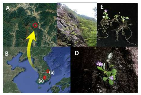 Sampling sites and alpine modest primrose plants. The location of the endemic plant distributed (red circle) in mountain areas of Gyungsangnam-do province, South Korea (A, B) and the plants are mostly collected from between rocks (C, D) at slopes of high mountain at an altitude of 988 m (red circle in Ba). The plants collected from native (E) habitats for the bacterial profiling